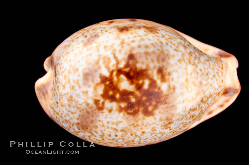 Pale Cowrie., Cypraea pallida, natural history stock photograph, photo id 08013