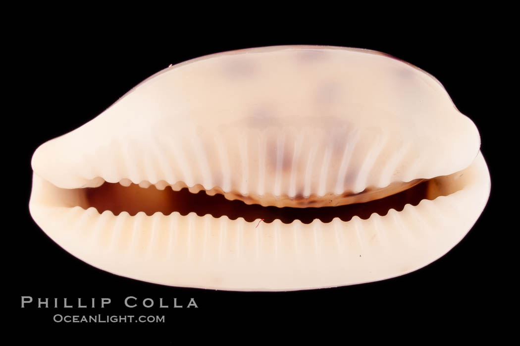 Pale Cowrie., Cypraea pallidula, natural history stock photograph, photo id 08610