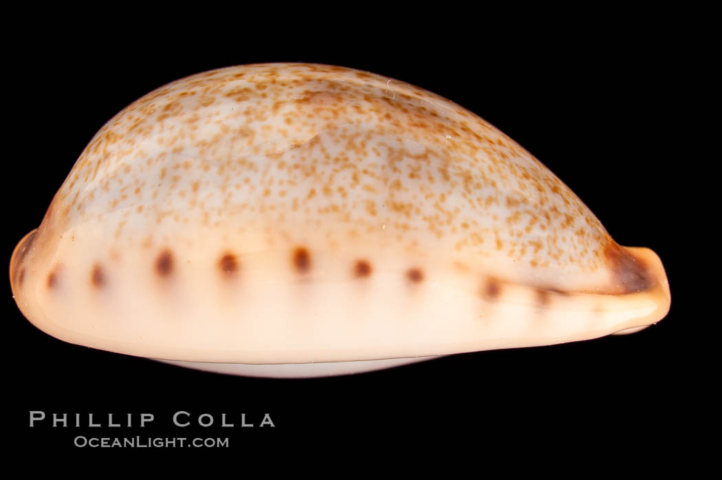 Pale Cowrie., Cypraea pallida insulicola, natural history stock photograph, photo id 08124