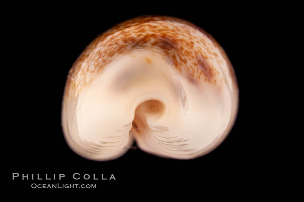 Pale Cowrie., Cypraea pallidula, natural history stock photograph, photo id 08612