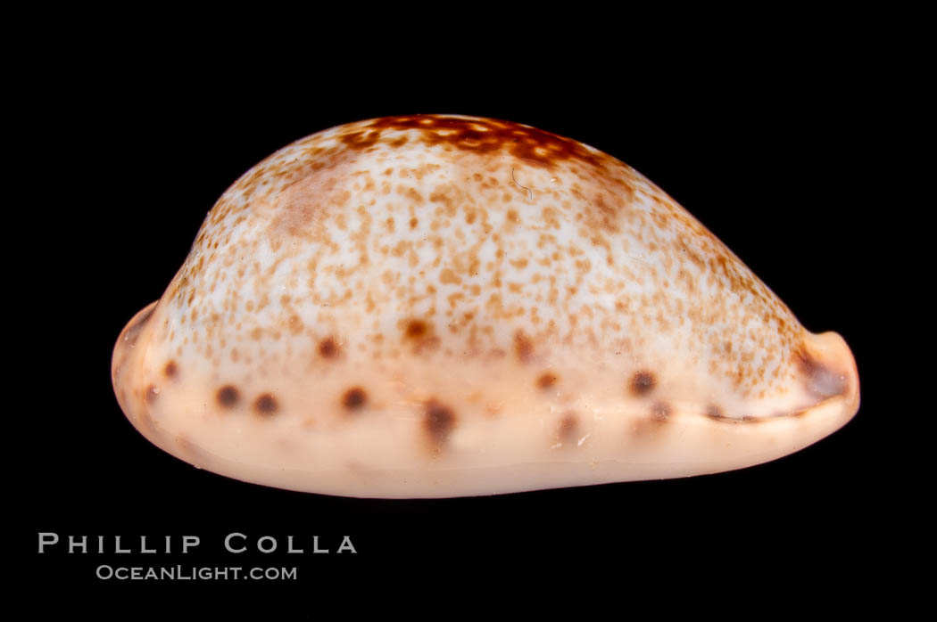 Pale Cowrie., Cypraea pallida, natural history stock photograph, photo id 08015