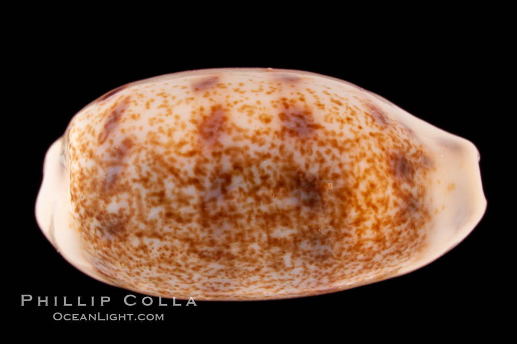 Pale Cowrie., Cypraea pallidula, natural history stock photograph, photo id 08609
