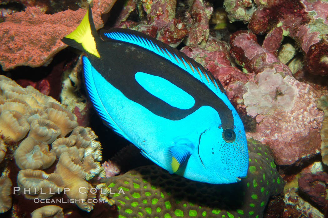 Palette surgeonfish., Paracanthurus hepatus, natural history stock photograph, photo id 08666