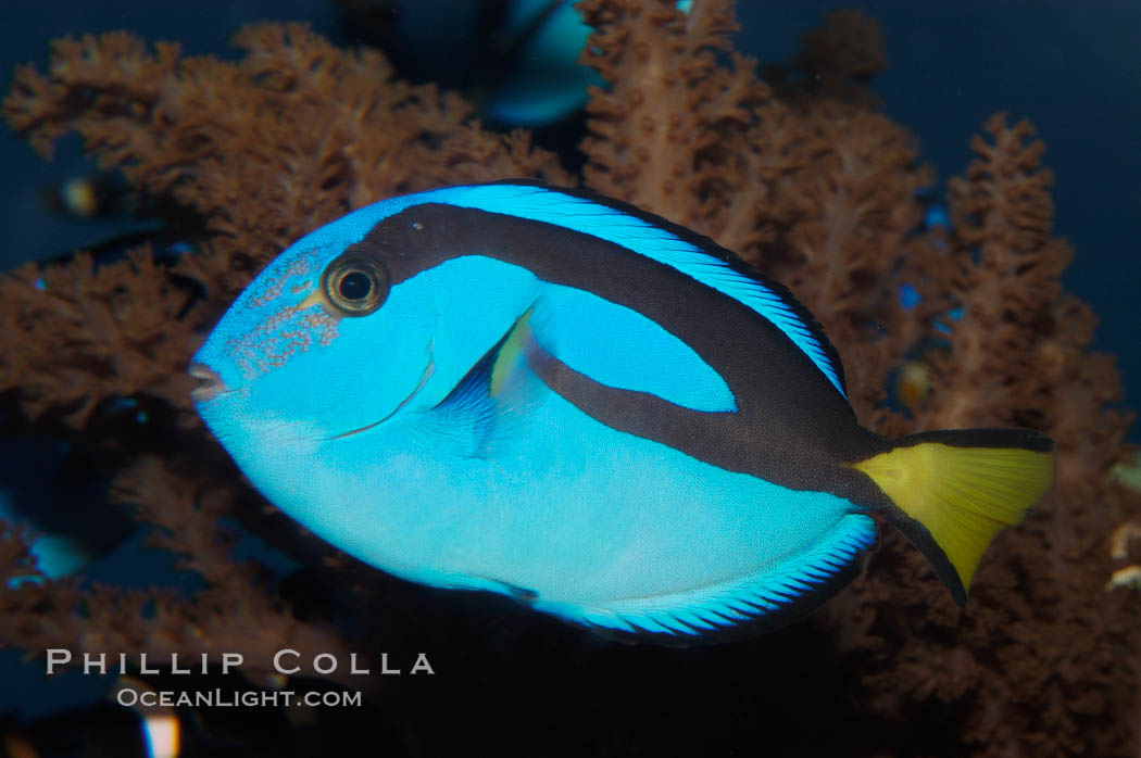 Palette surgeonfish, juvenile., Paracanthurus hepatus, natural history stock photograph, photo id 08866