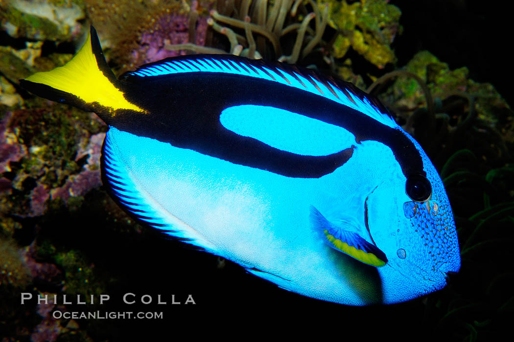 Palette surgeonfish., Paracanthurus hepatus, natural history stock photograph, photo id 09834