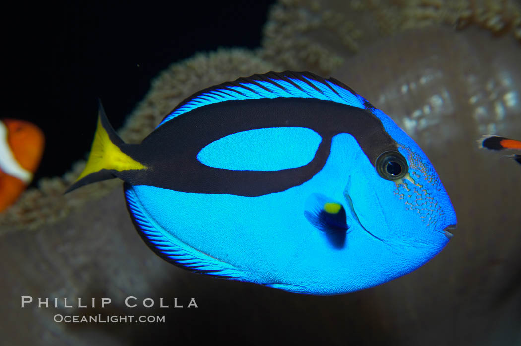 Palette surgeonfish., Paracanthurus hepatus, natural history stock photograph, photo id 13746