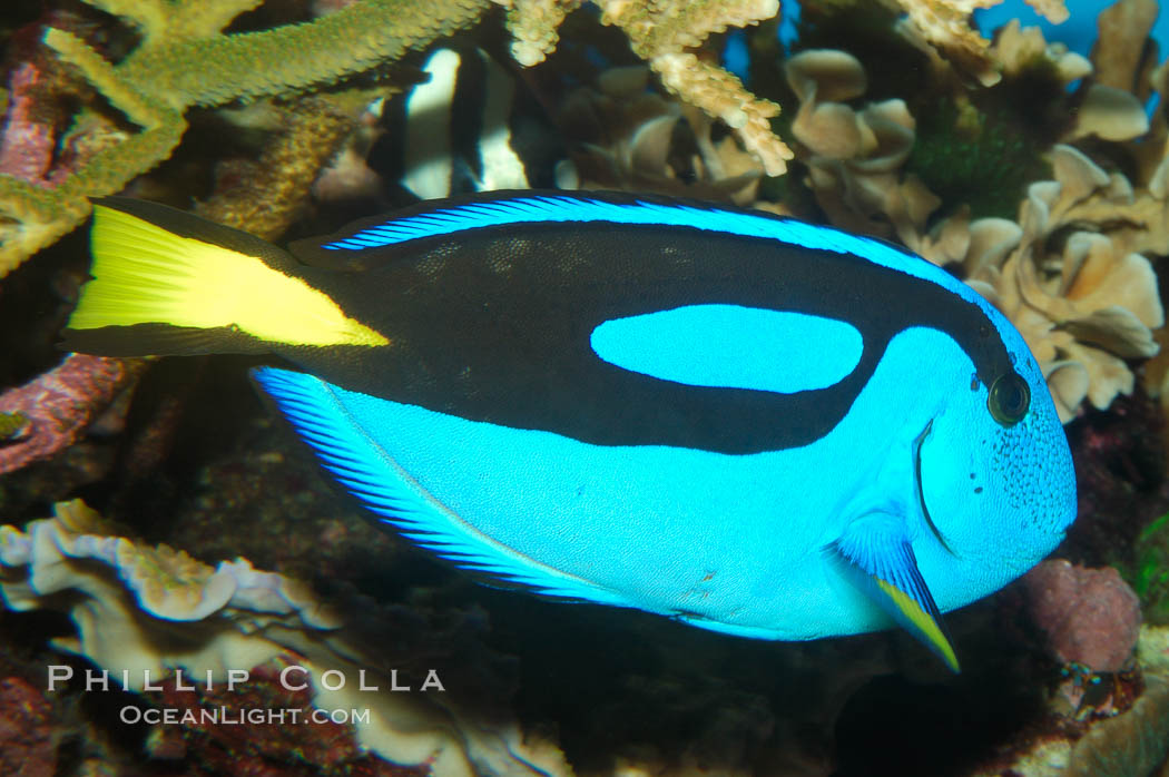 Palette surgeonfish., Paracanthurus hepatus, natural history stock photograph, photo id 08665