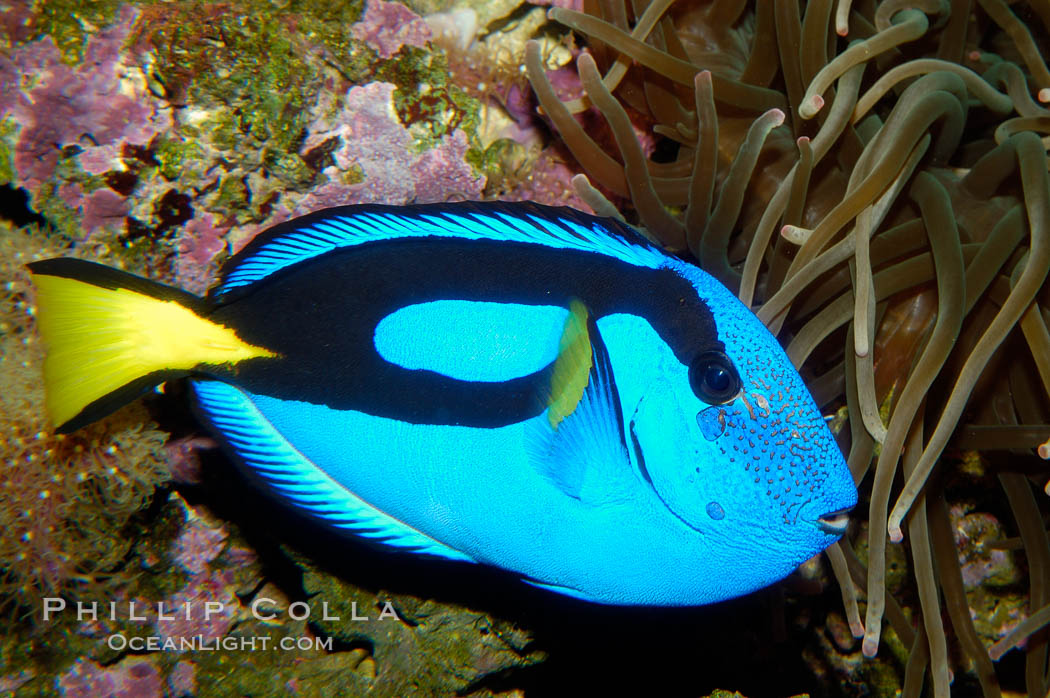 Palette surgeonfish., Paracanthurus hepatus, natural history stock photograph, photo id 09833