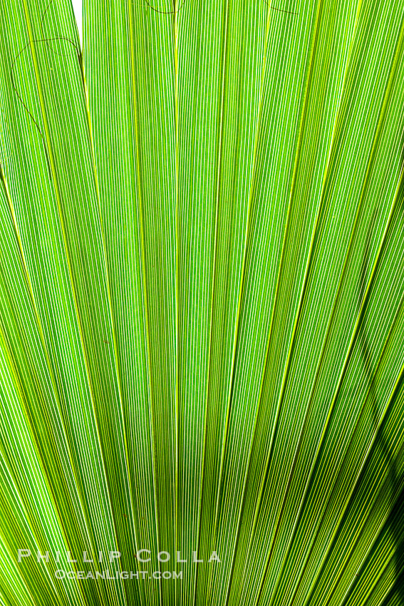 Palm tree fans, leaf, leaves, detail., natural history stock photograph, photo id 20476