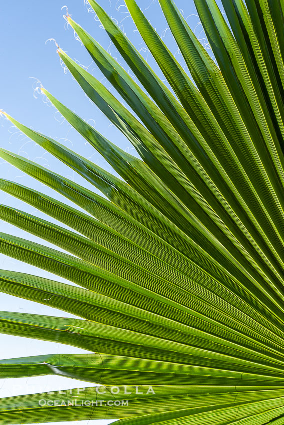 Palm tree fans, leaf, leaves, detail., natural history stock photograph, photo id 20477