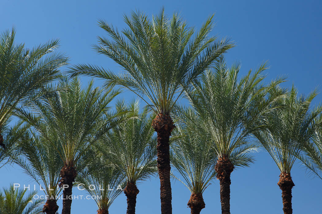 Palm trees and blue sky, downtown Phoenix. Arizona, USA, natural history stock photograph, photo id 23190