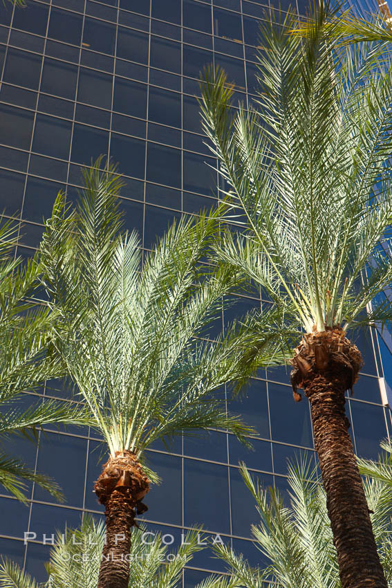 Palm trees and blue sky, office buildings, downtown Phoenix. Arizona, USA, natural history stock photograph, photo id 23194