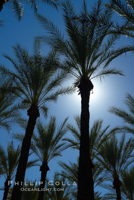 Palm trees and blue sky, downtown Phoenix. Arizona, USA, natural history stock photograph, photo id 23199