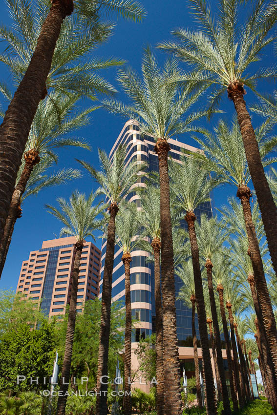 Image 23177, Palm trees and blue sky, office buildings, downtown Phoenix. Arizona, USA, Phillip Colla, all rights reserved worldwide. Keywords: arizona, palm tree, palms, phoenix, usa.