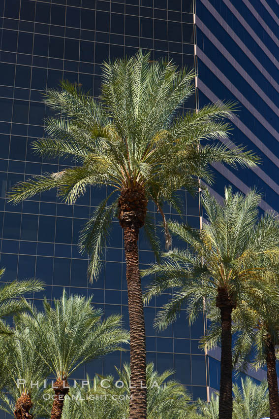 Palm trees and blue sky, office buildings, downtown Phoenix. Arizona, USA, natural history stock photograph, photo id 23181