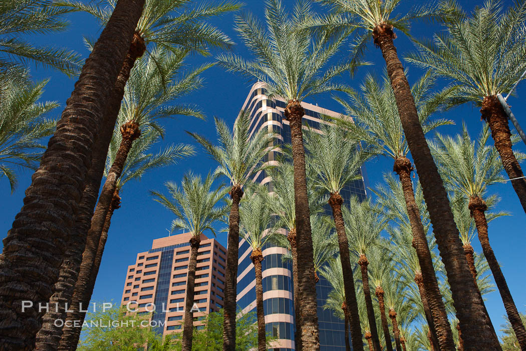 Palm trees and blue sky, office buildings, downtown Phoenix. Arizona, USA, natural history stock photograph, photo id 23185