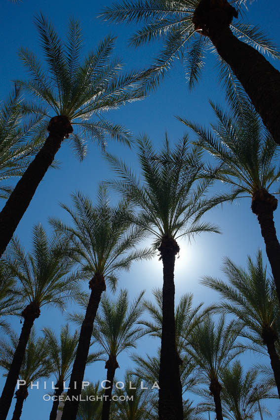 Palm trees and blue sky, downtown Phoenix. Arizona, USA, natural history stock photograph, photo id 23193