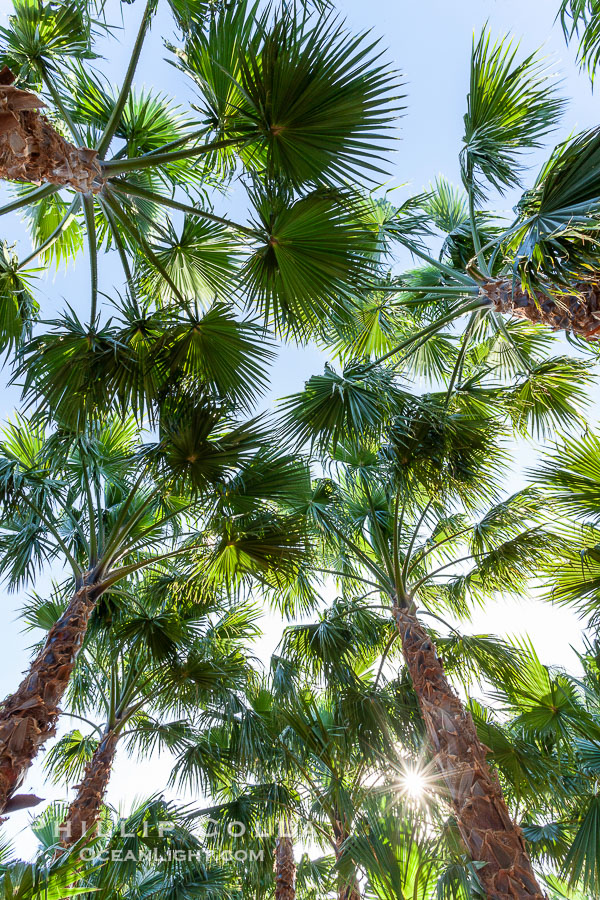 Palm trees on a tree farm, looking like a forest of palms., natural history stock photograph, photo id 20484