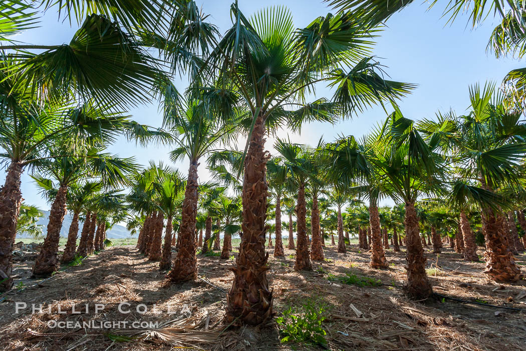 Palm trees on a tree farm, looking like a forest of palms. Borrego Springs, California, USA, natural history stock photograph, photo id 20488