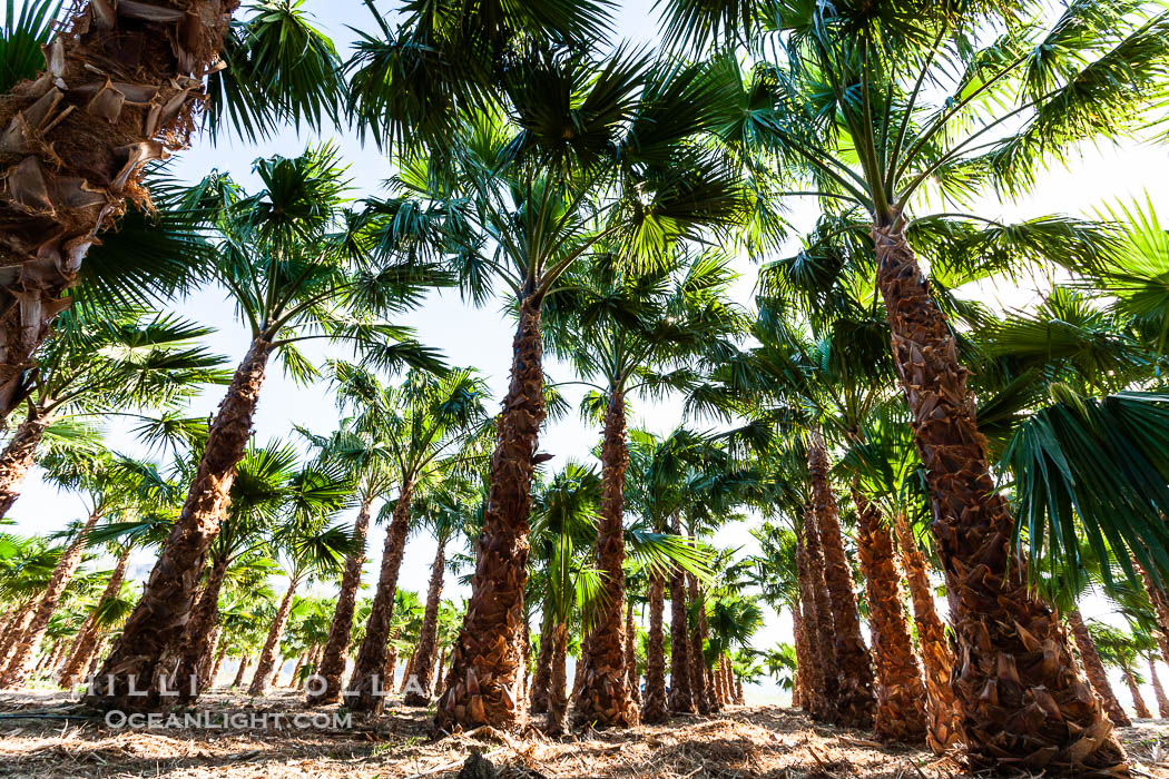 Palm trees on a tree farm, looking like a forest of palms. Borrego Springs, California, USA, natural history stock photograph, photo id 20475