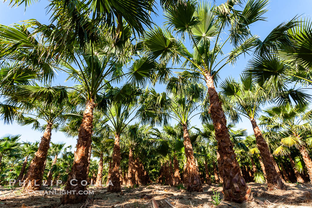 Palm trees on a tree farm, looking like a forest of palms. Borrego Springs, California, USA, natural history stock photograph, photo id 20473