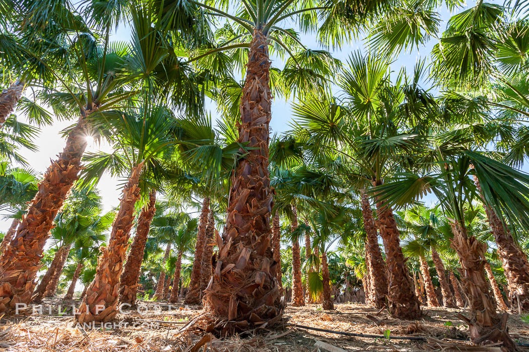 Palm trees on a tree farm, looking like a forest of palms. Borrego Springs, California, USA, natural history stock photograph, photo id 20485