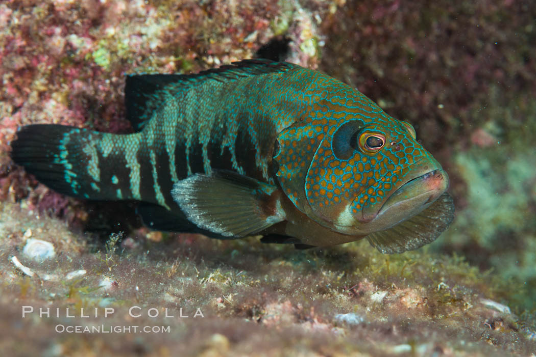 Panama Graysby Epinephelus panamensis, Sea of Cortez. Isla San Diego, Baja California, Mexico, natural history stock photograph, photo id 33527