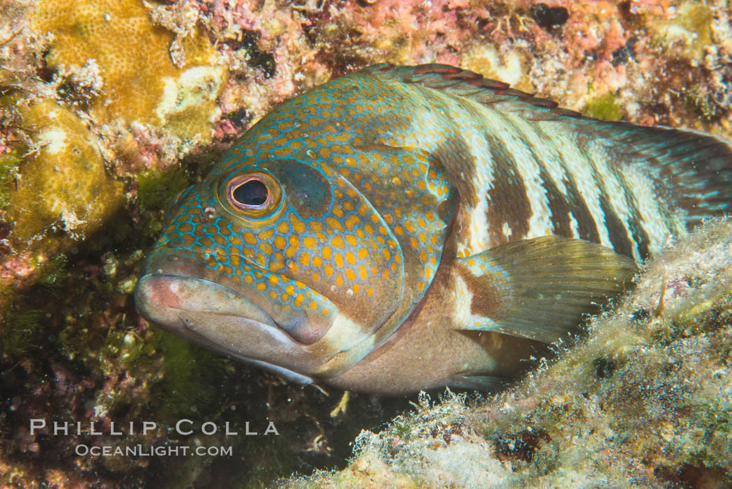 Panama Graysby Epinephelus panamensis, Sea of Cortez. Isla San Francisquito, Baja California, Mexico, natural history stock photograph, photo id 33659