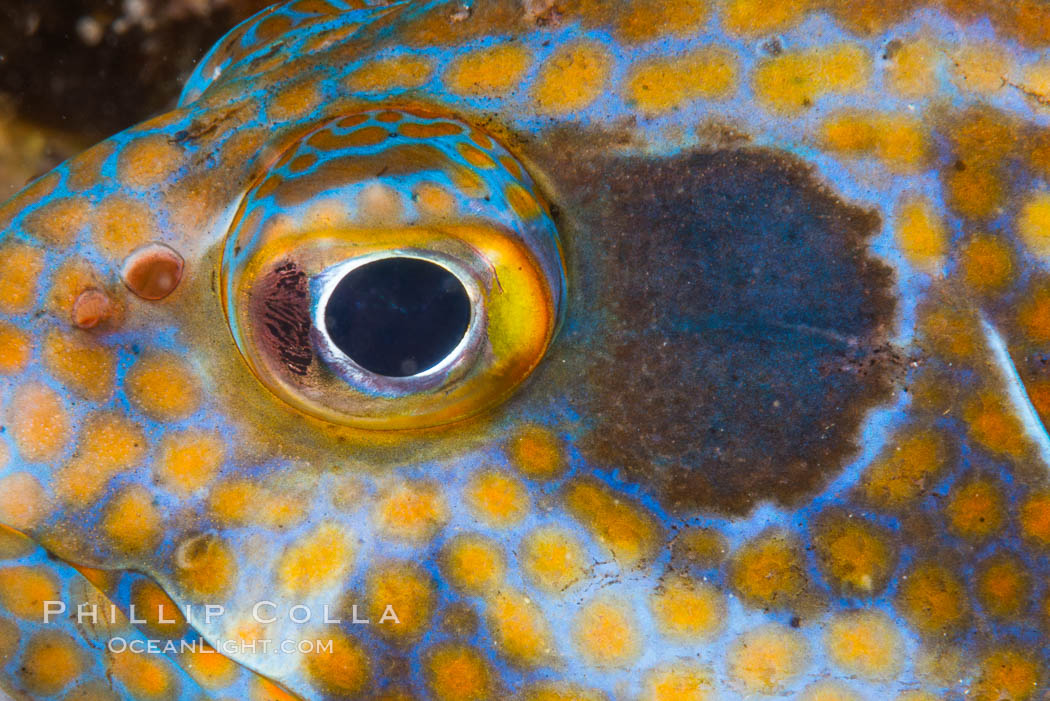 Panama Graysby Eye Detail, Epinephelus panamensis, Sea of Cortez. Isla Cayo, Baja California, Mexico, natural history stock photograph, photo id 33755