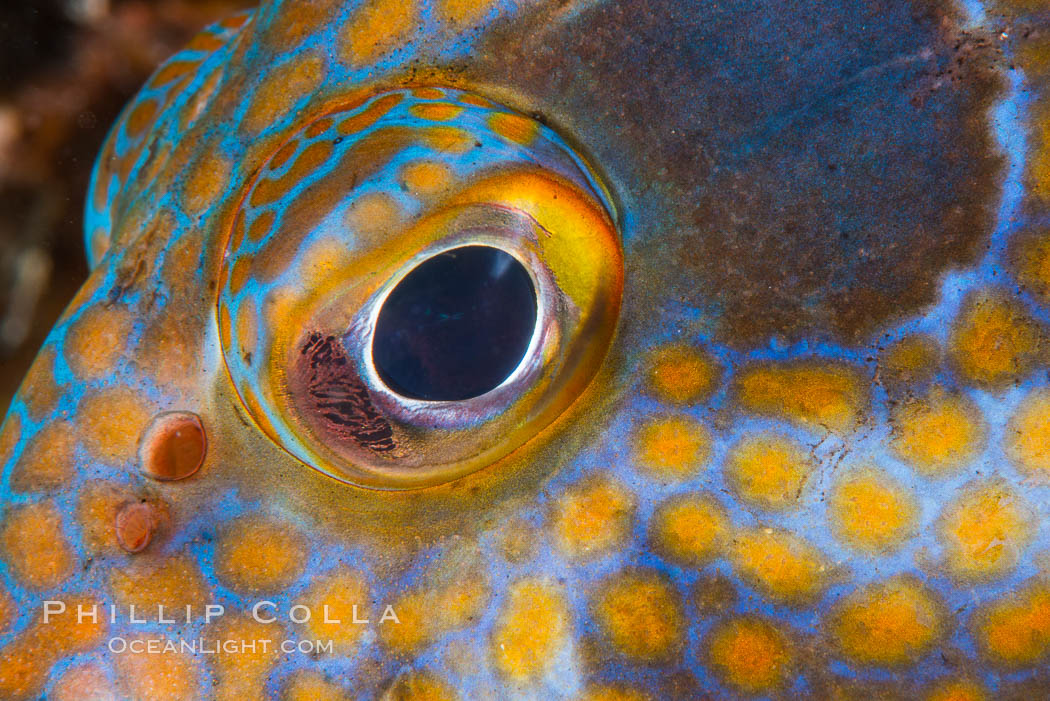 Panama Graysby Eye Detail, Epinephelus panamensis, Sea of Cortez. Isla Cayo, Baja California, Mexico, natural history stock photograph, photo id 33757