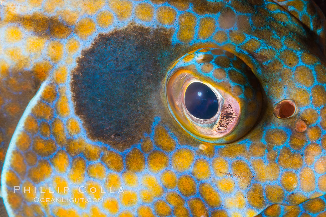 Panama Graysby Eye Detail, Epinephelus panamensis, Sea of Cortez. Isla Cayo, Baja California, Mexico, natural history stock photograph, photo id 33761