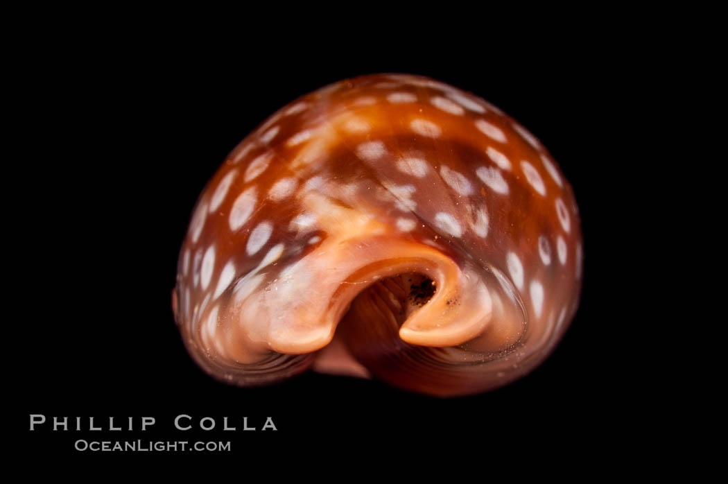 Panamanian Deer Cowrie, Little Deer Cowrie., Cypraea cervinetta, natural history stock photograph, photo id 07996