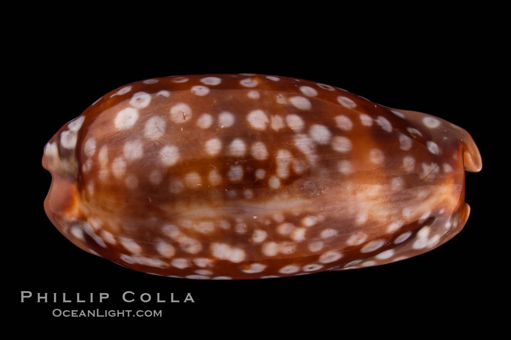 Panamanian Deer Cowrie, Little Deer Cowrie., Cypraea cervinetta, natural history stock photograph, photo id 07993