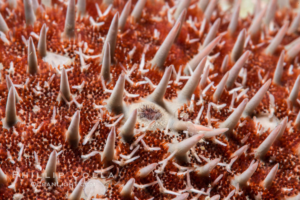 Panamic crown of thorns sea star, Detail, Acanthaster ellisii, Sea of Cortez. Punta Alta, Baja California, Mexico, natural history stock photograph, photo id 33740