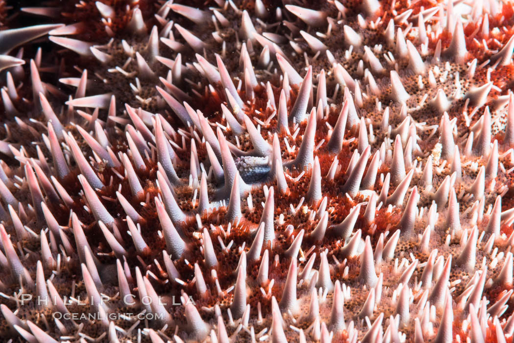 Panamic crown of thorns sea star, Detail, Acanthaster ellisii, Sea of Cortez., natural history stock photograph, photo id 33741