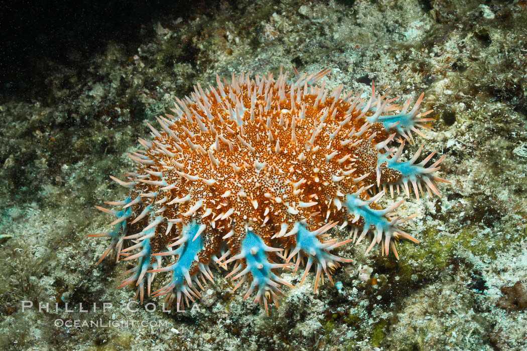 Panamic crown of thorns sea star. Sea of Cortez, Baja California, Mexico, Acanthaster ellisii, natural history stock photograph, photo id 27527