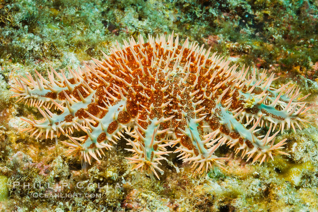 Panamic crown of thorns sea star. Sea of Cortez, Baja California, Mexico, Acanthaster ellisii, natural history stock photograph, photo id 27531