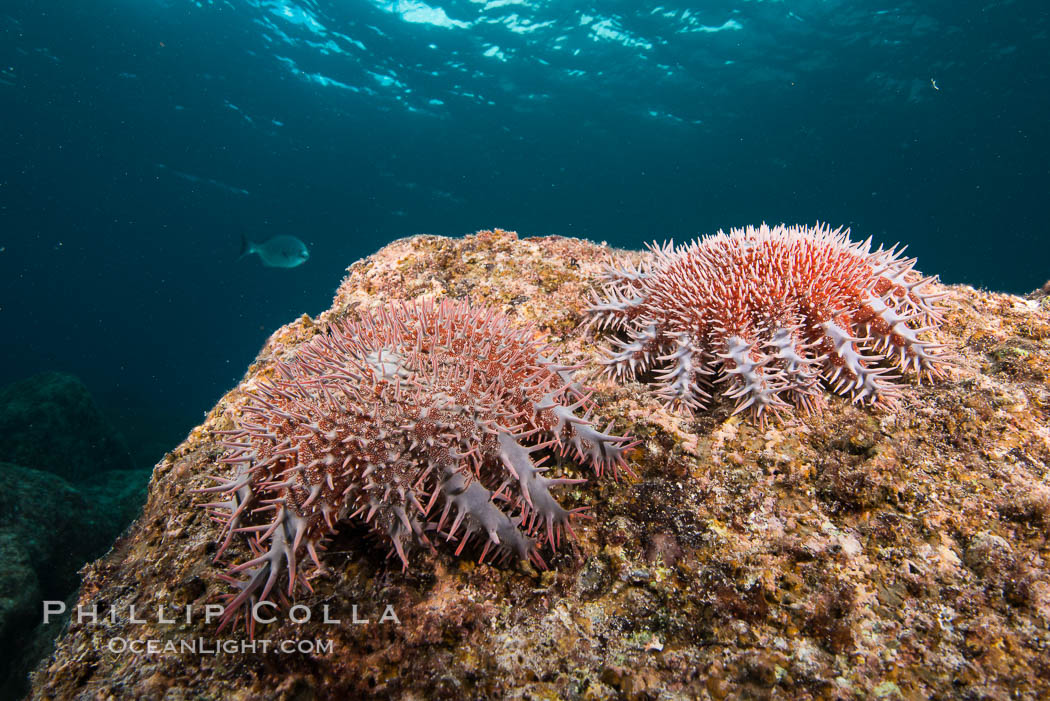 Panamic crown of thorns sea star, starfish. Isla San Francisquito, Baja California, Mexico, natural history stock photograph, photo id 32575