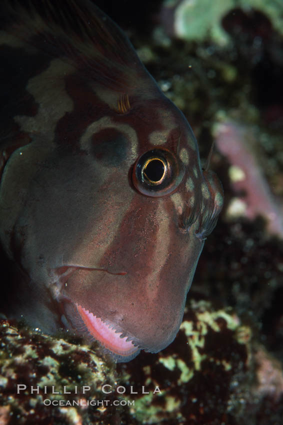 Panamic fanged blenny. Galapagos Islands, Ecuador, Ophioblennius steindachneri, natural history stock photograph, photo id 05788