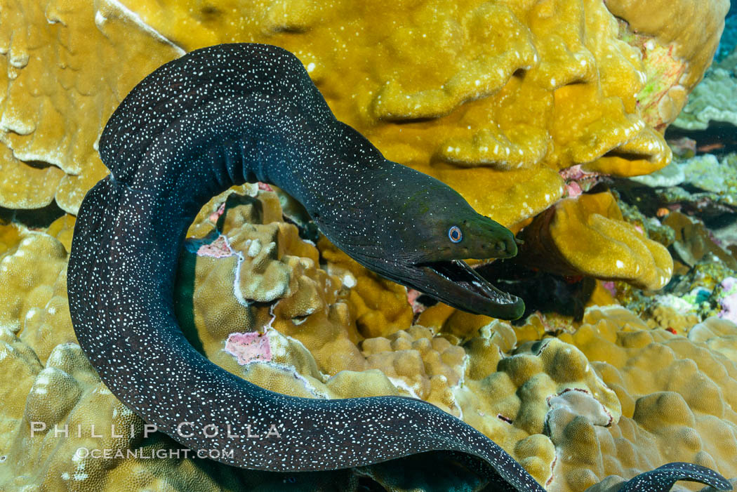 Panamic Green Moral Eel, Gymnothorax castaneus, Clipperton Island. France, Gymnothorax castaneus, natural history stock photograph, photo id 32971