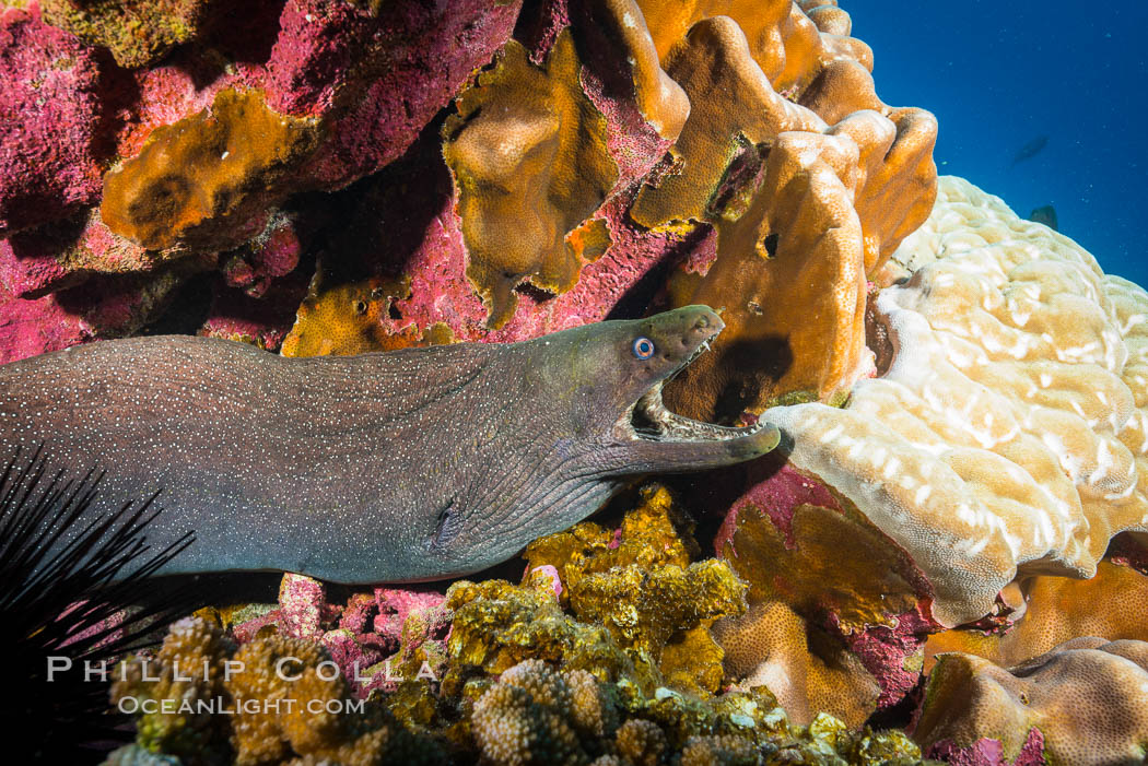 Panamic Green Moral Eel, Gymnothorax castaneus, Clipperton Island. France, Gymnothorax castaneus, natural history stock photograph, photo id 32965