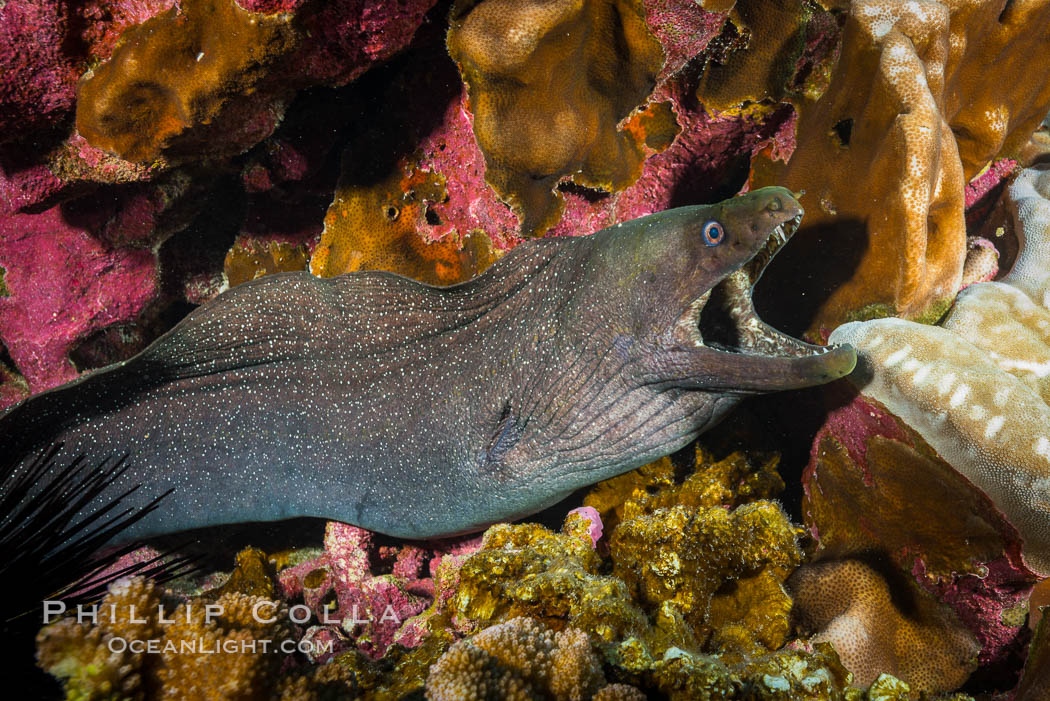 Panamic Green Moral Eel, Gymnothorax castaneus, Clipperton Island. France, Gymnothorax castaneus, natural history stock photograph, photo id 32969