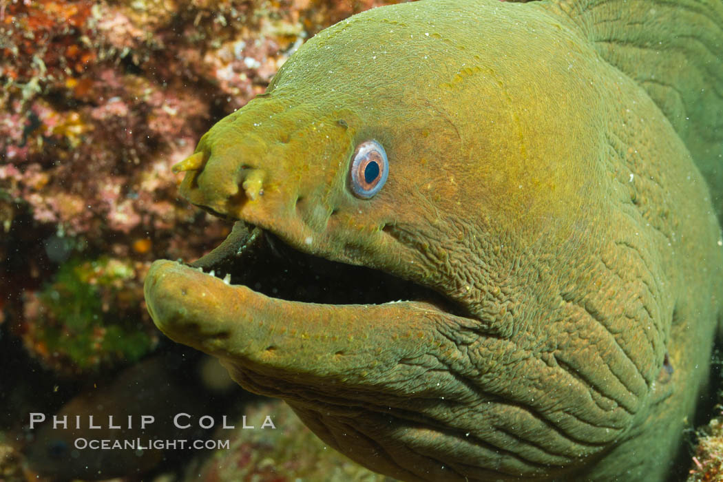 Panamic Green Moray Eel, Sea of Cortez, Baja California, Mexico., Gymnothorax castaneus, natural history stock photograph, photo id 27467