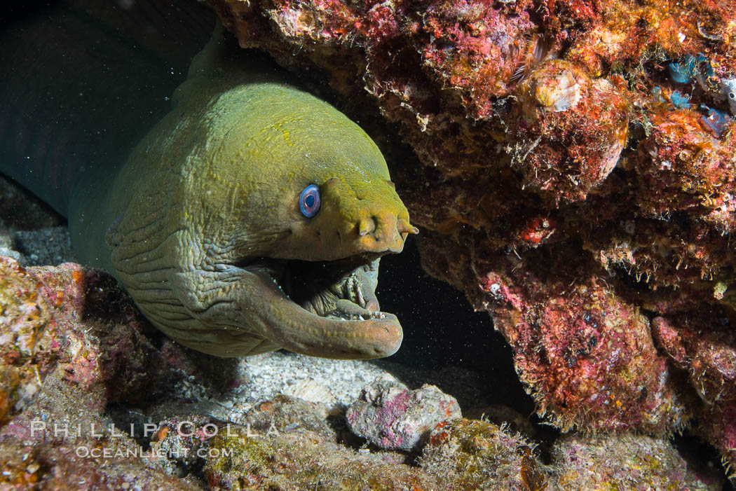 Panamic Green Moray Eel. Punta Alta, Baja California, Mexico, Gymnothorax castaneus, natural history stock photograph, photo id 32571