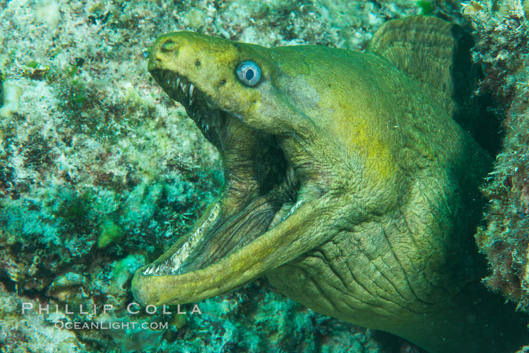Panamic Green Moray Eel, Sea of Cortez, Baja California, Mexico. Isla San Francisquito, natural history stock photograph, photo id 33658