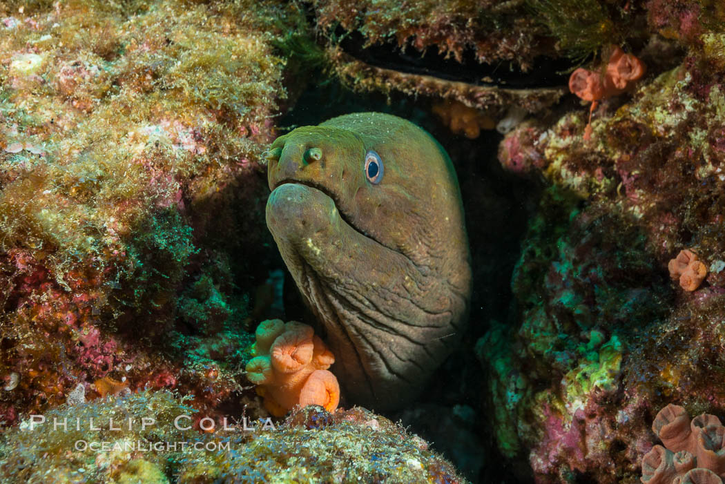 Panamic Green Moray Eel, Sea of Cortez, Baja California, Mexico. Isla Las Animas, natural history stock photograph, photo id 33674