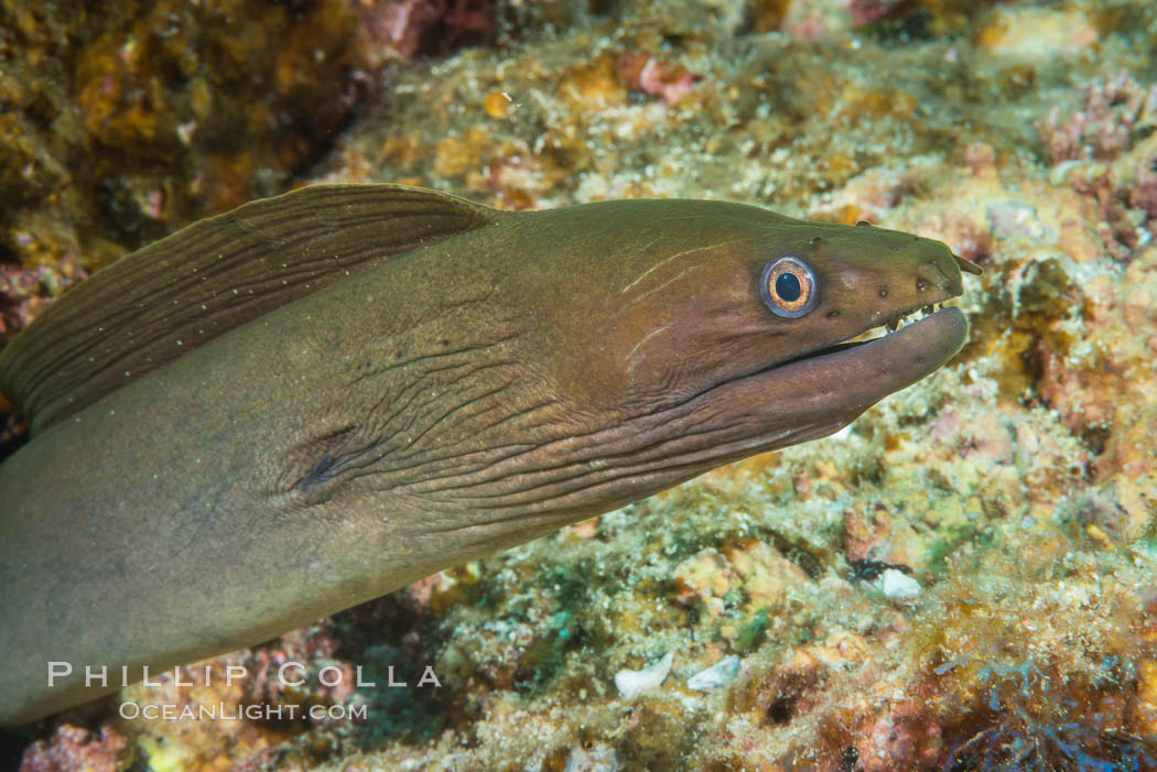 Panamic Green Moray Eel, Sea of Cortez, Baja California, Mexico. Isla Las Animas, natural history stock photograph, photo id 33686