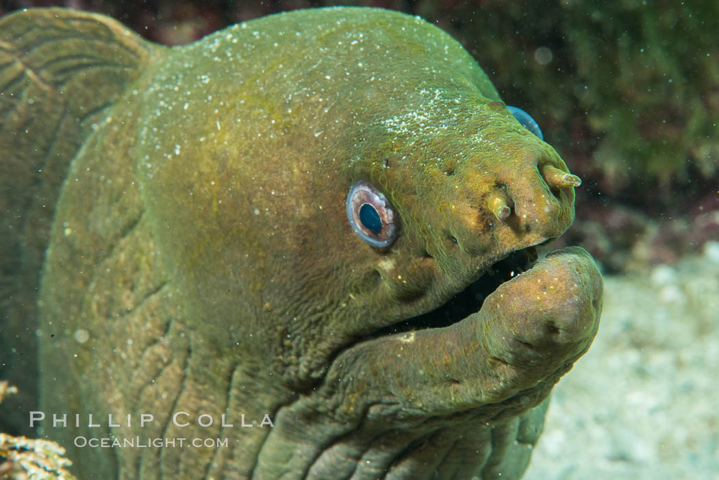 Panamic Green Moray Eel, Sea of Cortez, Baja California, Mexico. Isla San Diego, natural history stock photograph, photo id 33556