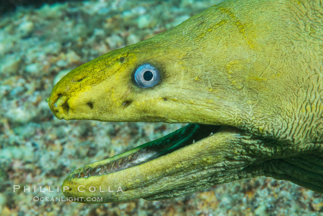 Panamic Green Moray Eel, Sea of Cortez, Baja California, Mexico. Isla San Francisquito, natural history stock photograph, photo id 33656