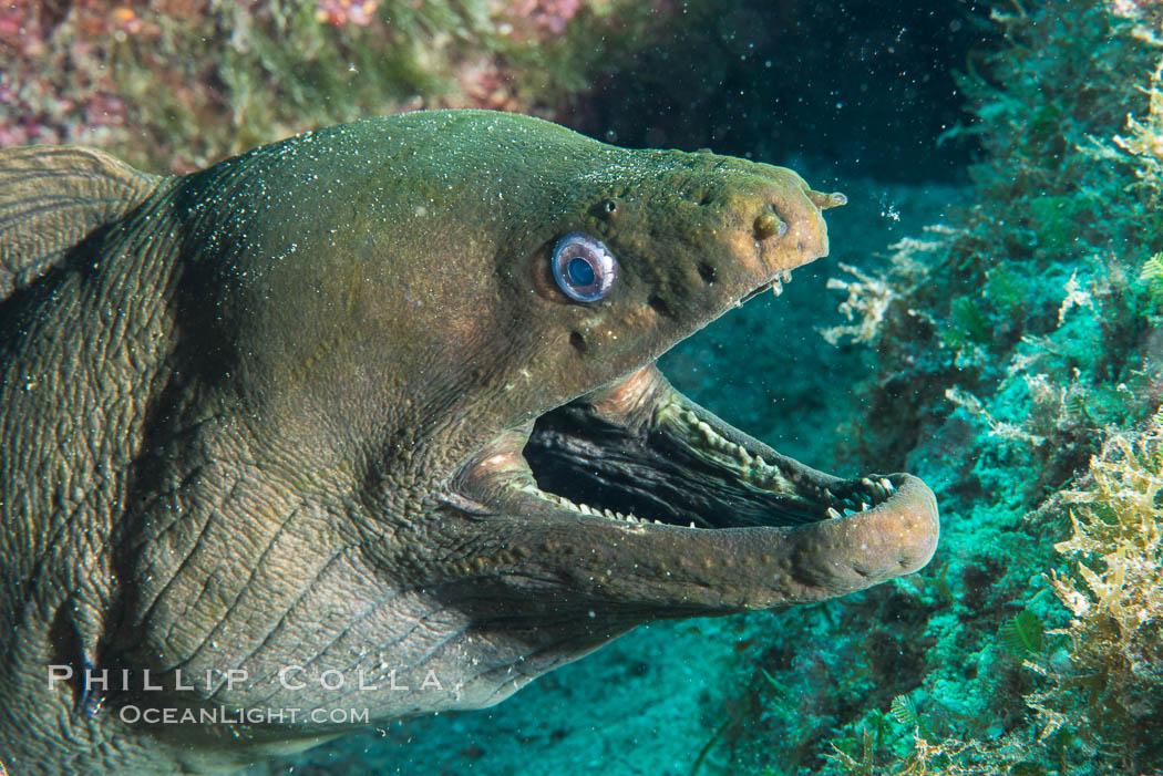 Panamic Green Moray Eel, Sea of Cortez, Baja California, Mexico. Isla San Diego, natural history stock photograph, photo id 33555